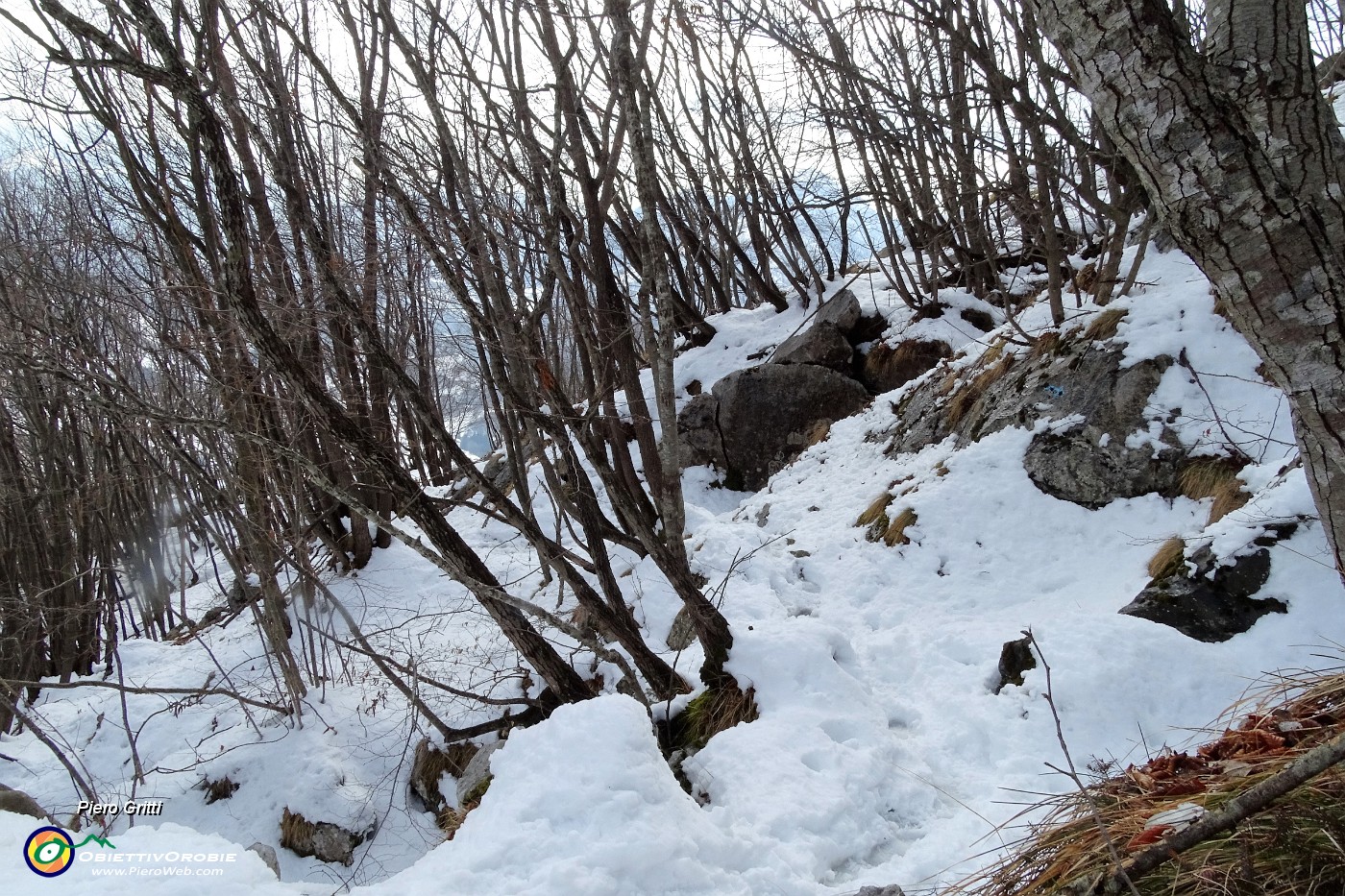 62 Il caldo sole ha scrollato la neve dalle piante.JPG